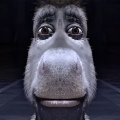 Kanas Avatar, Kanas Profilbild