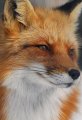 JangoFox Avatar, JangoFox Profilbild