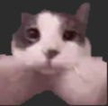 AlbertdieKatze