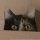 Profilbild Skuld, Avatar