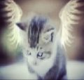 Xnope_ Avatar, Xnope_ Profilbild